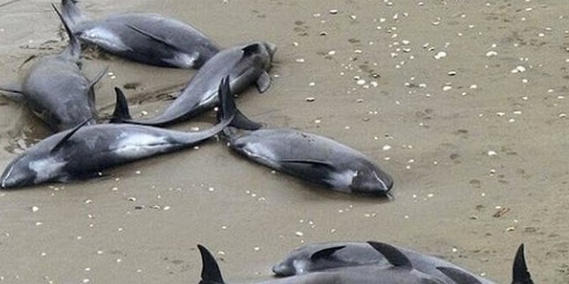 Giải mã ý nghĩa chung về giấc mơ thấy cá trên cạn